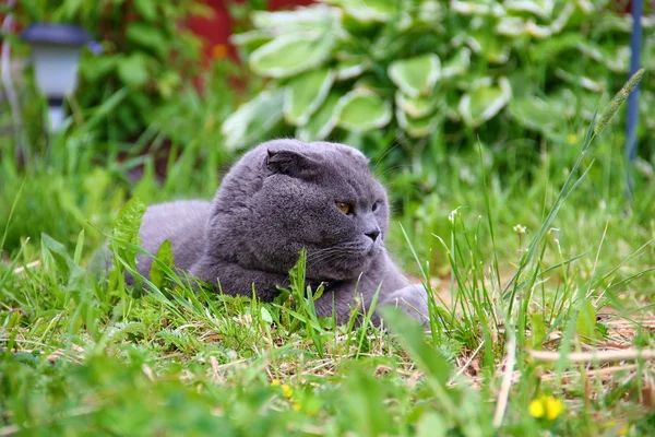 The cat is lying on the grass — Stock Photo, Image