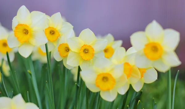 Los narcisos son las primeras flores de primavera —  Fotos de Stock