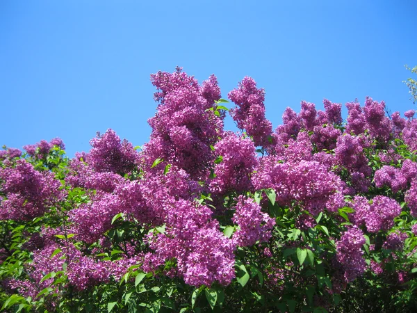 Lilac — Stock Photo, Image