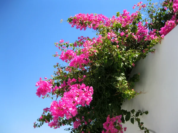 Bougainvillea And Mediterranean Stone Wall. — Stock Photo, Image