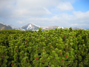 Dağ çam, Karpat Dağları, Ukrayna, Europe.