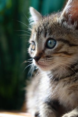 Gri tekir bir kedi yavrusu kameradan uzakta oturuyor ve ileriye bakıyor. Arkasındaki bitkiler bulanık..
