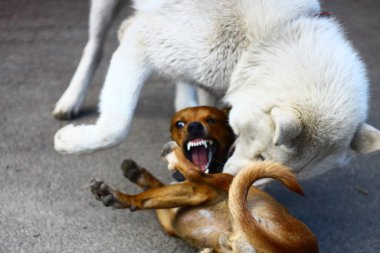 Albino Husky oynar, ısırır, hırlar küçük kırmızı bir köpeği