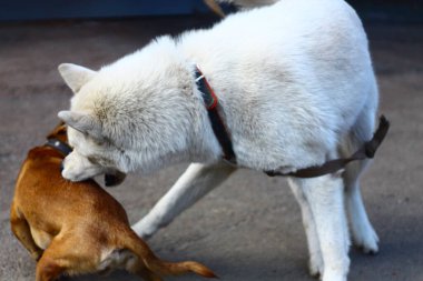 Albino Husky oynar, ısırır, hırlar küçük kırmızı bir köpeği