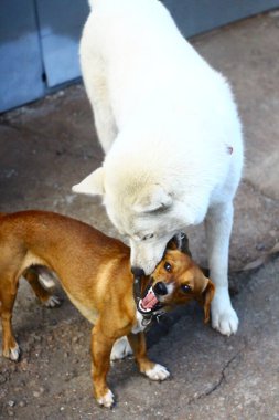 Beyaz bir köpek ve küçük kızıl bir köpek, sırıtıyorlar..