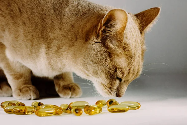 Orange cat curious about yellow pet pills. Vitamins for pets mockup. Animals COVID vaccine.