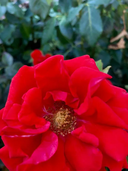 Güzel kırmızı Floribunda Gül çalısı yaz boyunca çiçek açtı.