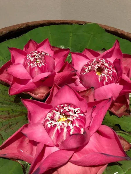 Açık pembe nilüfer çiçeği, Tayland 'ın geleneksel çiçeği.