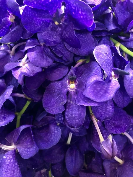 Beautiful purple orchids, phalaenopsis flower, in Thailand —  Fotos de Stock