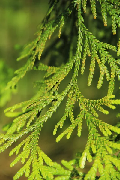 Dennenboom Closeup — Stockfoto