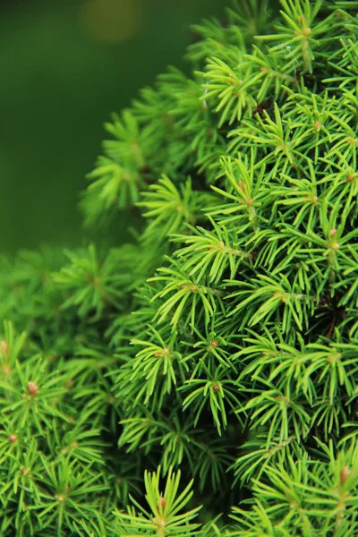 Primer plano del árbol de pino — Foto de Stock