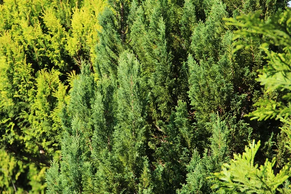 Árbol de pino — Foto de Stock