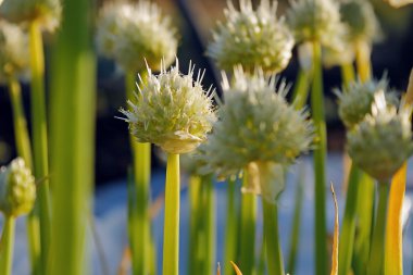 Çiçek, sakin sabah saat