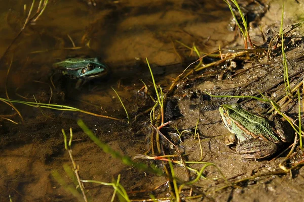 Żaby w wodzie — Zdjęcie stockowe
