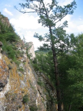    yolculuk dağ çam ağacını taşır