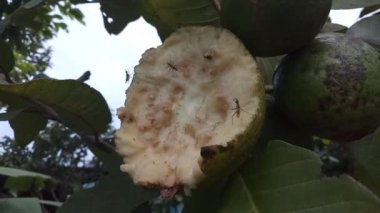 Guava ormanları sabah