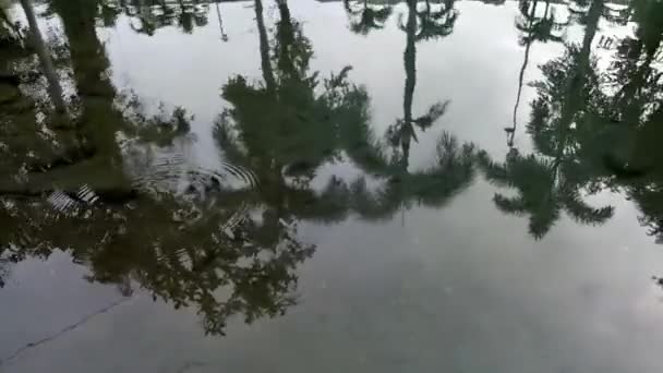 Видео Вода Течет Река — стоковое видео