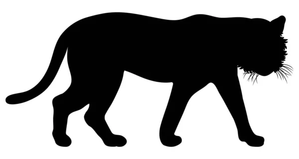 Ganzkörpersilhouette Eines Wandelnden Tigers — Stockfoto