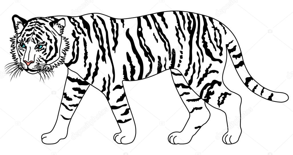 Full body illustration of a walking white tiger 