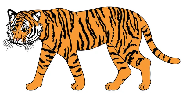 Full Body Illustration Walking Tiger Illustration Striped White Tiger Walking — Stock Photo, Image