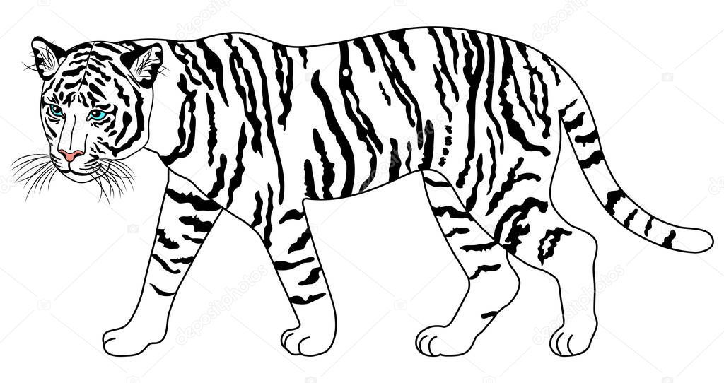  Full body illustration of a walking white tiger.    Illustration of a striped white tiger walking .