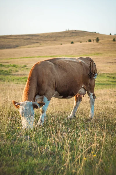 牧场上的奶牛在被群山环绕的田野里吃草 山上美丽的夏景 与自然和谐相处 — 图库照片