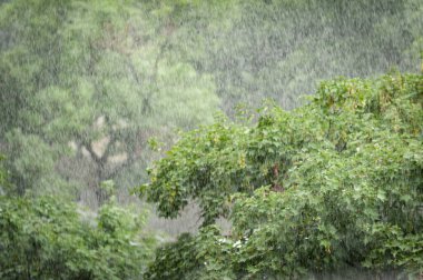 Ormanda yağmurlu bir gün. Yeşil doğa geçmişi. Ormanda yağmur damlaları. Uzun pozlama