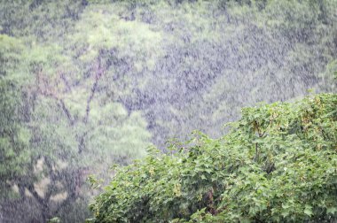 Ormanda yağmurlu bir gün. Yeşil doğa geçmişi. Ormanda yağmur damlaları. Uzun pozlama