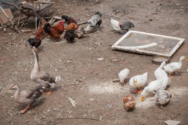 Yurtiçi çiftlikteki kümes hayvanlarının detaylı görüntüsü. Köyün doğal yaşamı.