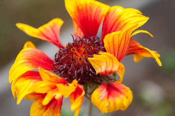 Makró Közelkép Részlet Kilátás Gyönyörű Kapitány Pillangó Természetes Piros Narancs — Stock Fotó