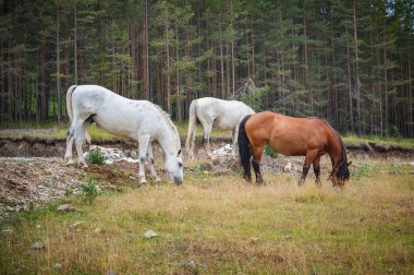 Bir grup güzel at dağlarda özgürce dolaşır ve yeşil çayırlarda yabani otları yerler. Ekoloji ortamı