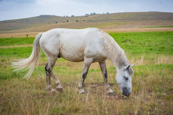 Retrato Hermoso Caballo Disfrutar Libertad Prado Las Montañas Medio Ambiente — Foto de Stock