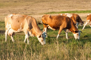 Dağ otlaklarında inekler dağlarla çevrili bir arazide çimleri otlatıyorlar. Dağlardaki güzel yaz manzarası. Doğayla uyum.