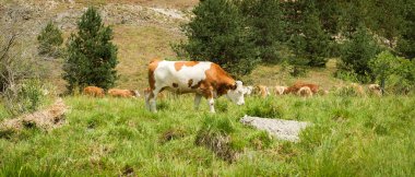 Dağ otlaklarında inekler dağlarla çevrili bir arazide çimleri otlatıyorlar. Dağlardaki güzel yaz manzarası. Doğayla uyum.