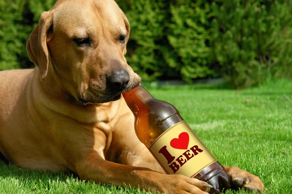Bira içme köpek