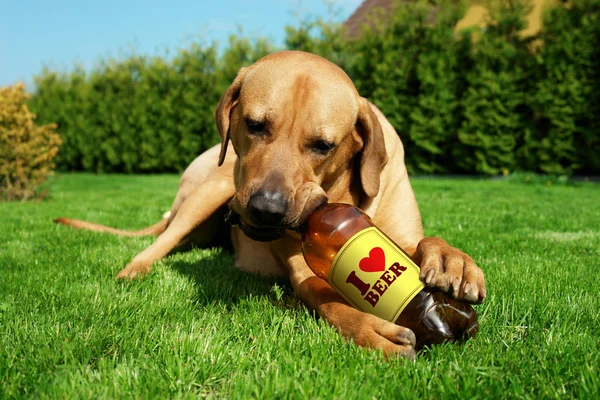 Собака пьет пиво — стоковое фото
