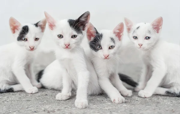 Cute cat family — Stock Photo, Image