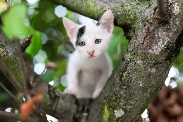 Kucing kecil yang lucu. — Stok Foto