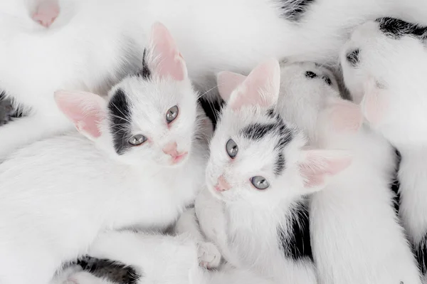 Cute little kittens looking at camera — Stock Photo, Image