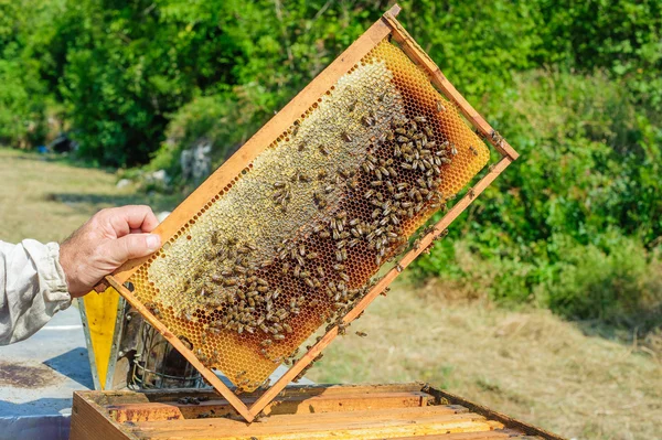 Apicultor no apiário — Fotografia de Stock