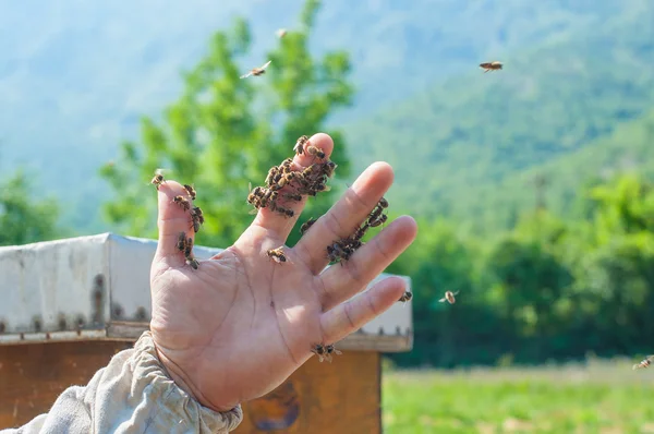 Arı kovanı üzerinde arıcı — Stok fotoğraf