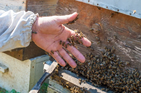 Apicultor en colmenar — Foto de Stock