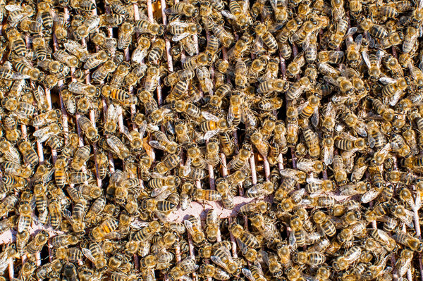 Honey Bees Working