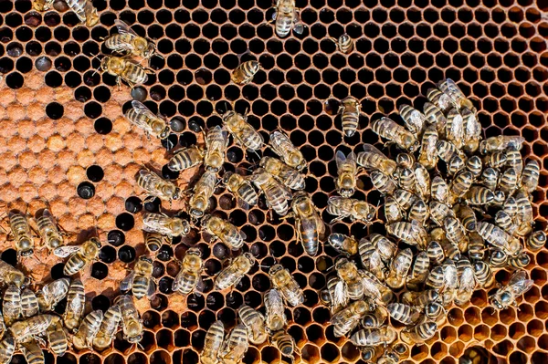 Μέλι μέλισσες απασχομένος — Φωτογραφία Αρχείου