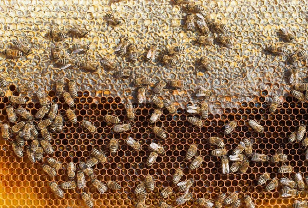 Медоносних бджіл, які працюють — стокове фото
