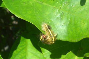 Tırtıllar sıcak güneşten korunmak isterler.