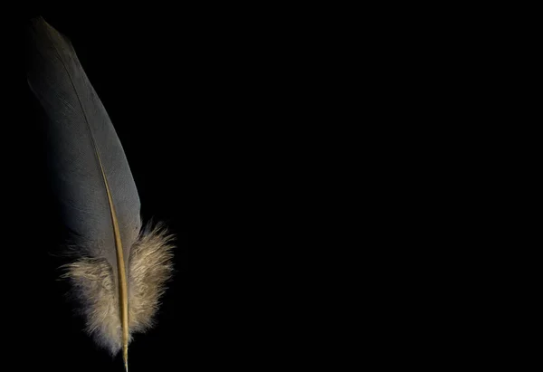Kuş Tüyü Siyah Bir Arkaplanda Duruyor — Stok fotoğraf