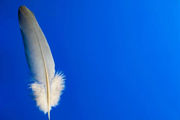 Mavi Arka Planda Duran Kuş Tüyü — Stok fotoğraf