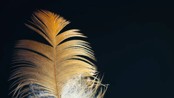 Plume Oiseau Debout Sur Fond Noir — Photo