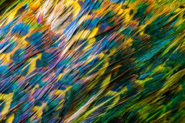 Çok renkli sülün tüylerinin makro fotoğrafı. arkaplan veya doku